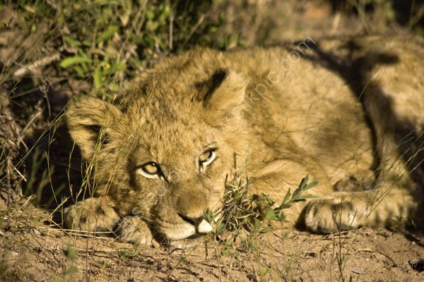 Another of the Tsalala pride